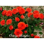 Orange Babyflor / Оранж Бебіфлор