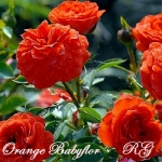 Orange Babyflor / Оранж Бебіфлор