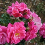 Palmengarten Frankfurt / Пальменгартен Франкфурт