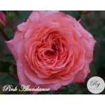 Pink Abundance / Пінк Абунданс