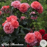 Pink Abundance / Пінк Абунданс