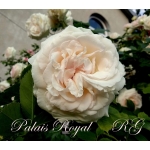 Palais Royal / Пале Ройял
