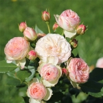 Pastella / Пастелла