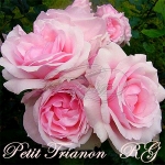 Petit Trianon / Петі Тріанон