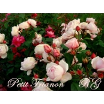 Petit Trianon / Петі Тріанон