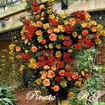 Pinata (Пината)