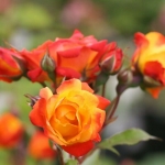 Pinata (Піньята)