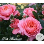 Pink Abundance / Пінк Абунданс