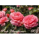 Pink Abundance / Пінк Абунданс