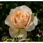 Prima Donna / Примадонна