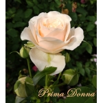 Prima Donna / Примадонна