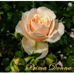 Prima Donna / Примадонна