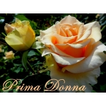Prima Donna / Примадонна