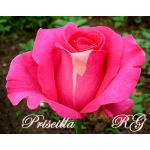 Priscilla (Присцилла) 