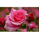 Priscilla (Присцилла) 