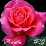 Priscilla (Присцилла) 
