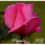 Priscilla (Присцилла) 