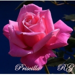Priscilla (Присцилла) 
