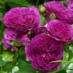 Purple Lodge / Перпл Лоджі