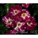 Purple Splash / Перпл Сплеш