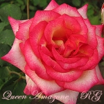 Queen Amazone (Куин Амазон)