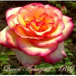 Queen Amazone (Куин Амазон)