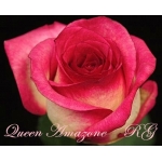 Queen Amazone (Куин Амазон)