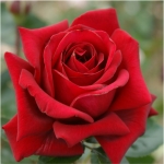 Red Magic Ред Мейджик
