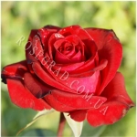 Red Magic Ред Мейджик