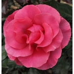 Romanze (Романс)