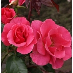 Romanze (Романс)