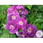 Rhapsody in Blue Рапсодия ин Блу