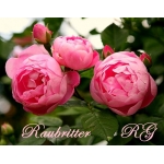 Raubritter (Раубриттер)