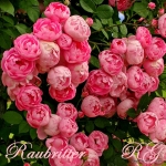 Raubritter (Раубриттер)