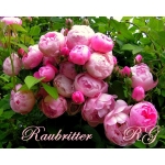 Raubritter (Раубриттер)