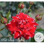 Red Lady Ruffles / Ред Леді Раффлз