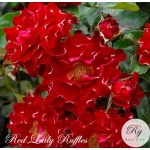 Red Lady Ruffles / Ред Леді Раффлз