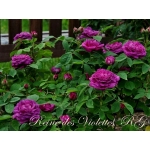 Reine des Violettes (Рейн де Виолетт)