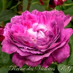 Reine des Violettes (Рейн де Виолетт)