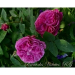 Reine des Violettes (Рейн де Виолетт)