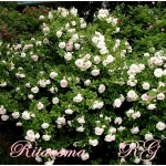 Ritausma (Ритаусма)