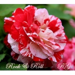 Rock-n-Roll (Рок-н-Ролл)