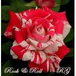 Rock-n-Roll (Рок-н-Ролл)