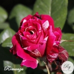 Romanza (Романза)