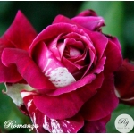 Romanza (Романза)
