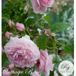 Cottage Rose / Котедж Роуз