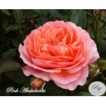 Pink Abundance / Пінк Абунданс