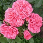 Rosarium Uetersen / Розаріум Ютерзен