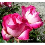 Rose Gaujard (Роз Гожар)