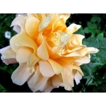 Ruffles Queen / Раффлз Квін